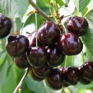 Szomolyai-fekete-cseresznye