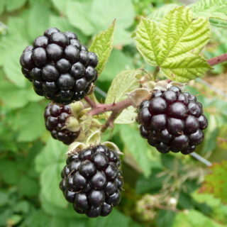 Cultivated_Blackberry,_Rubus_fruticosus_-_geograph.org.uk_-_1426305