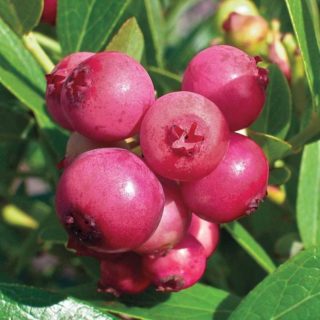 vaccinium-corymbosum-pink-lemonade-plants-for-the-patio-or-garden-pack-of-three-pink-berry-plants-f1a