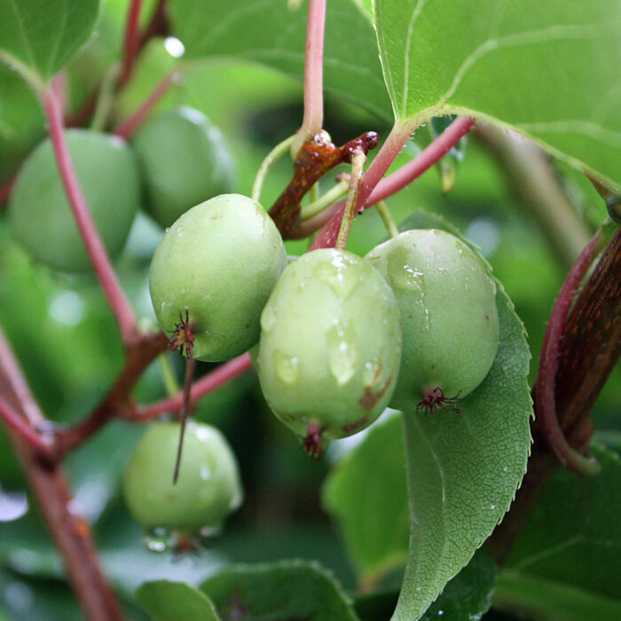 Kiwi Issai
