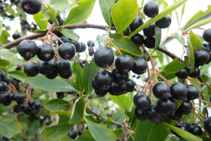 Fekete berkenye (Aronia melanocarpa 'Hugin')