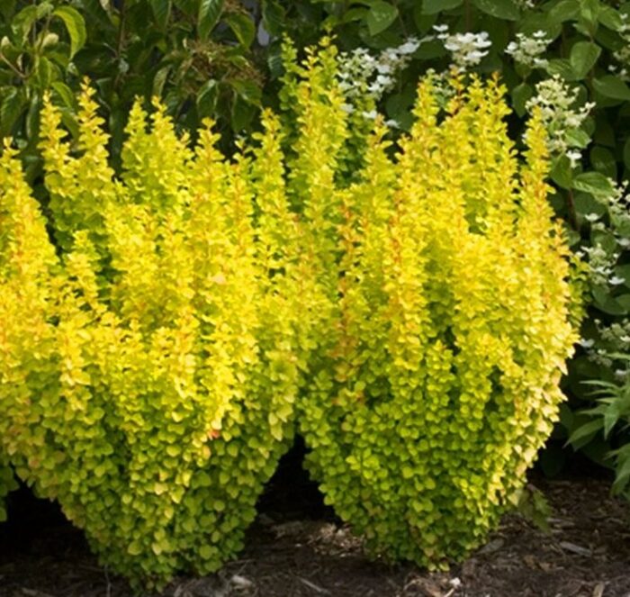 Sárgalevelű borbolya (Berberis Golden Torch)