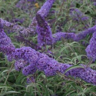 Buddleja-davidii-Nanho-BlueJPG-1.jpg