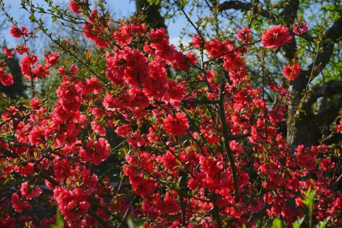 Japán birs (Chaenomeles Jap.)