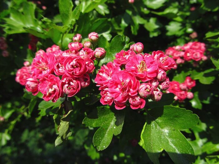 Crataegus l. Paul's Scarlet / Díszgalagonya
