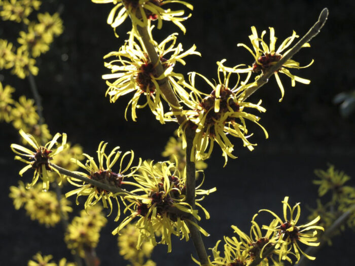 Varázsmogyoró (Hamamelis)
