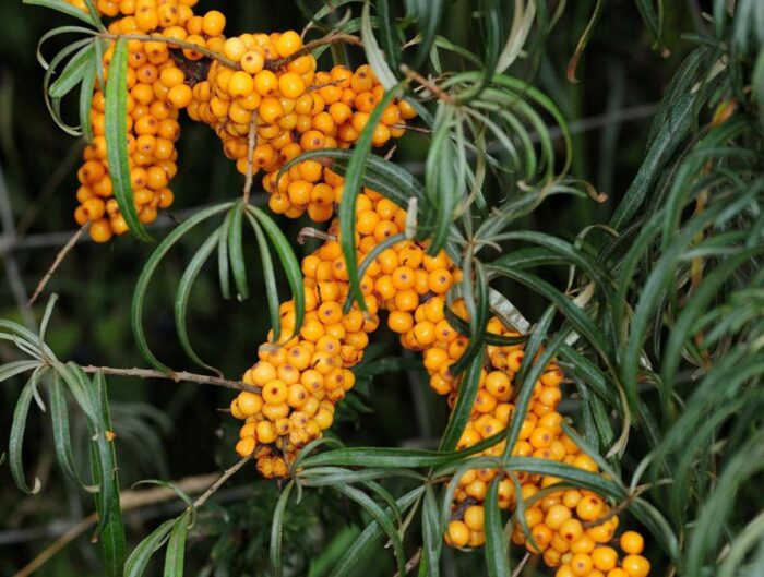 Homoktövis (Hippophae rhamnoides Tarmo Manlich)