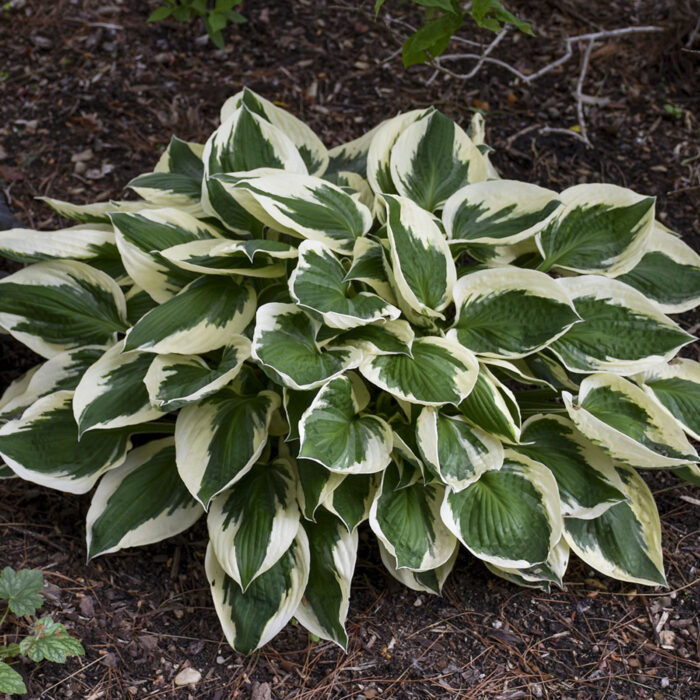 Árnyliliom (Hosta (zöld levél, lila virág))