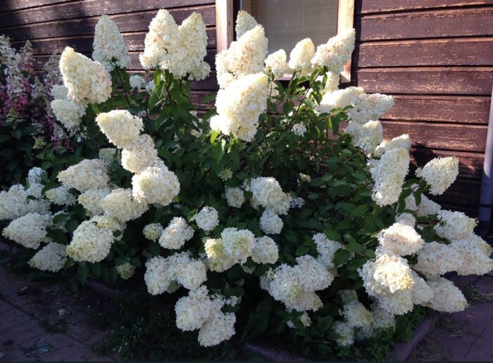 Bugás Hortenzia (Hydrangea paniculata Polar Bear)