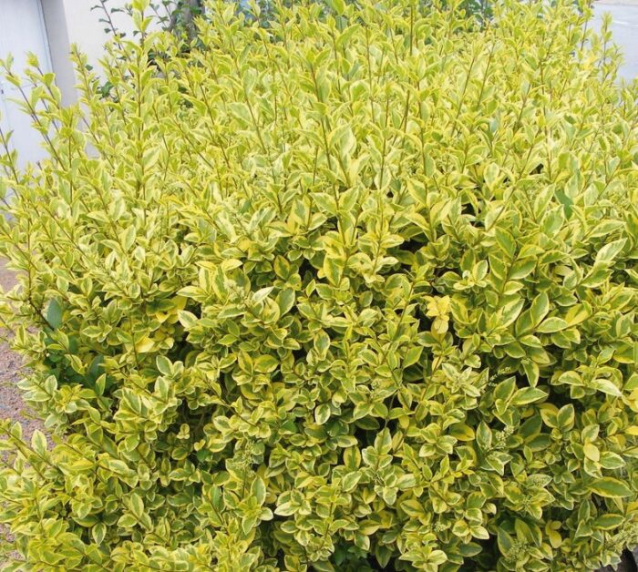 Széleslevelű fagyal (Ligustrum ovalifolium Aureovariegata)