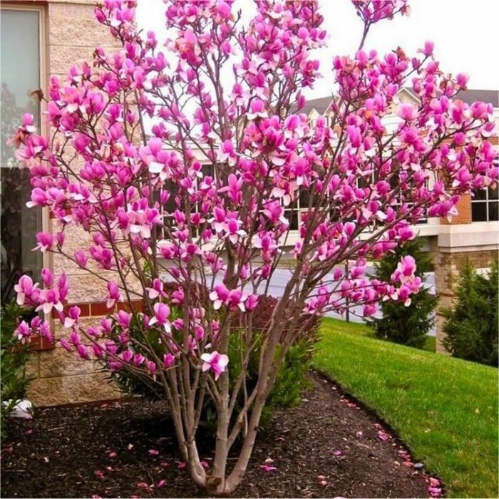 Liliomfa (Magnolia rustica rubra)