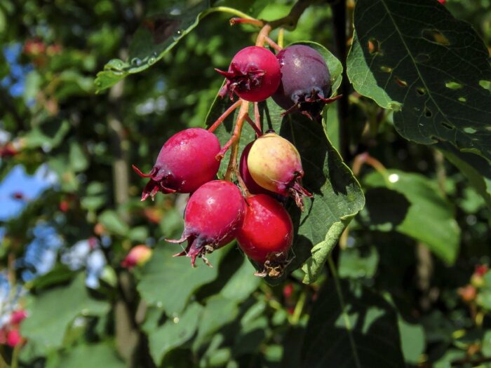 Mézalmácska (Amelanchier lamarckii)