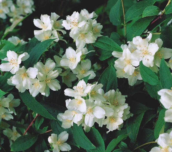 jazsámen (Philadelphus coronarius )