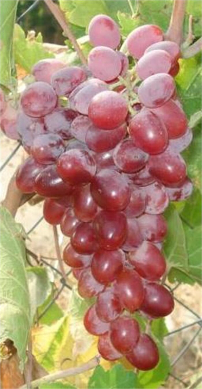 Crimson seedless