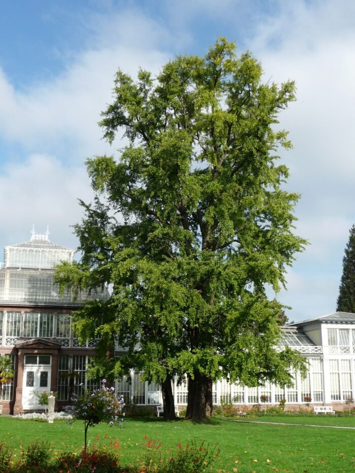 Gingko biloba  / Páfrányfenyő