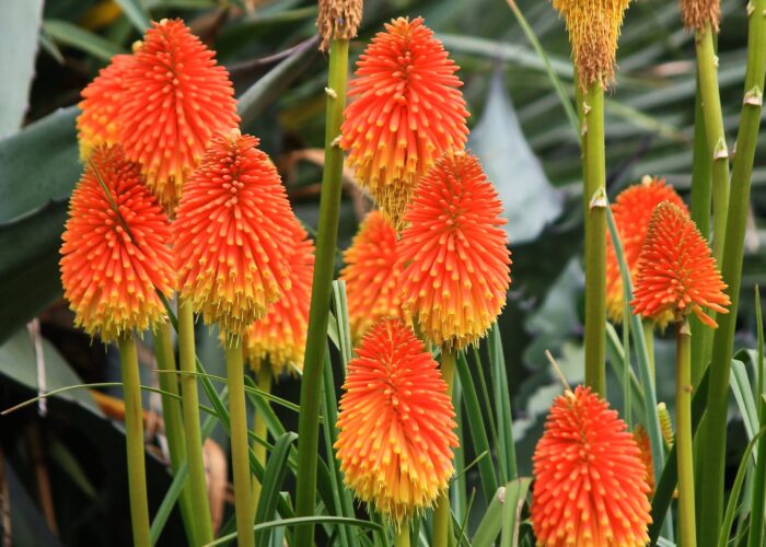 Fáklyaliliom (kniphofia)