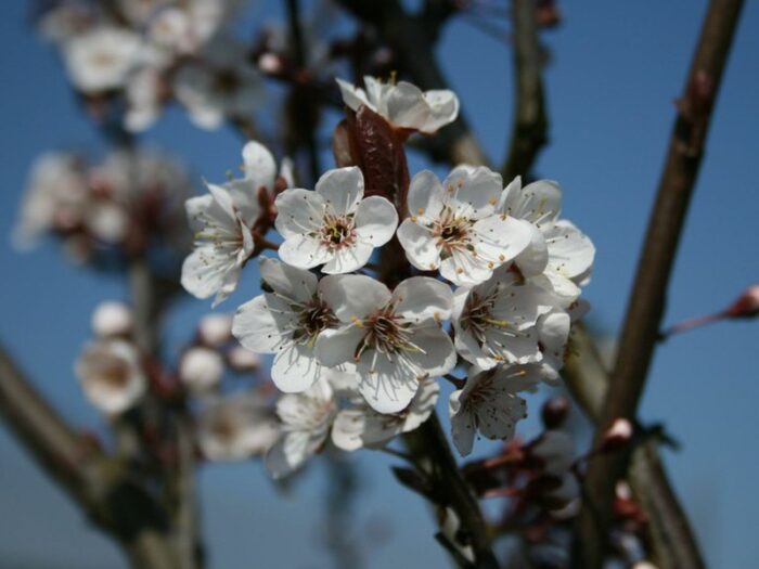 Prunus c. Hollywood / Vérszilva