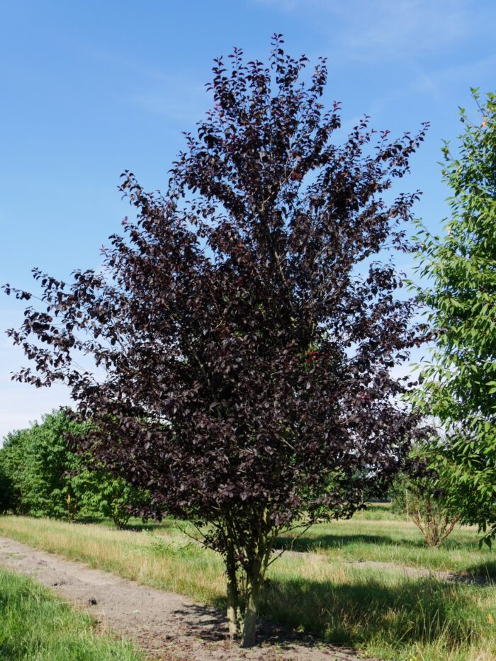 Prunus cerasifera Nigra / Vérszilva