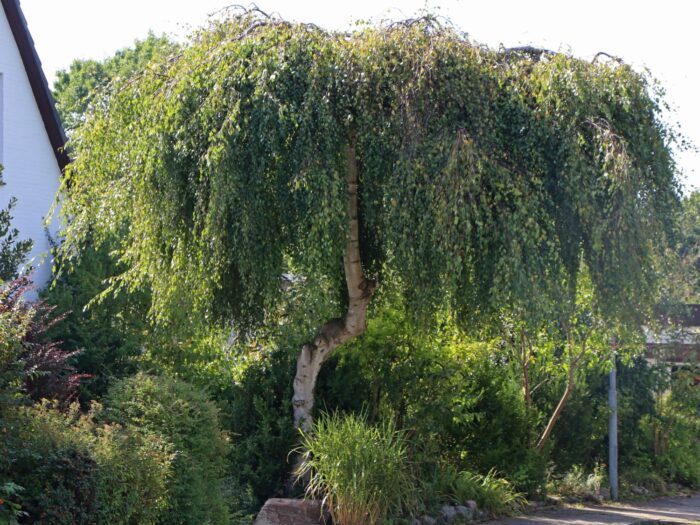 Betula pendula Youngii / Nyír(csüngő koronájú)