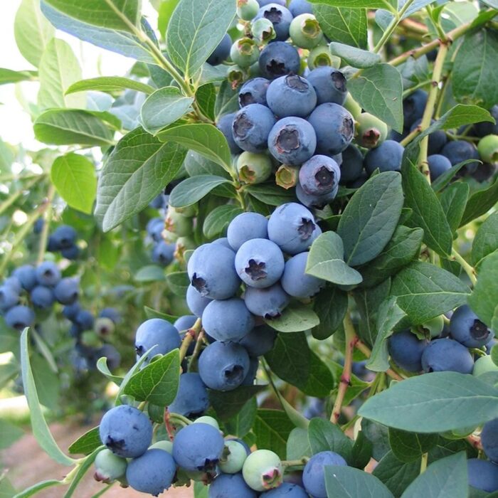 Áfonya (Vaccinium corymbosum 'Blue Jay')