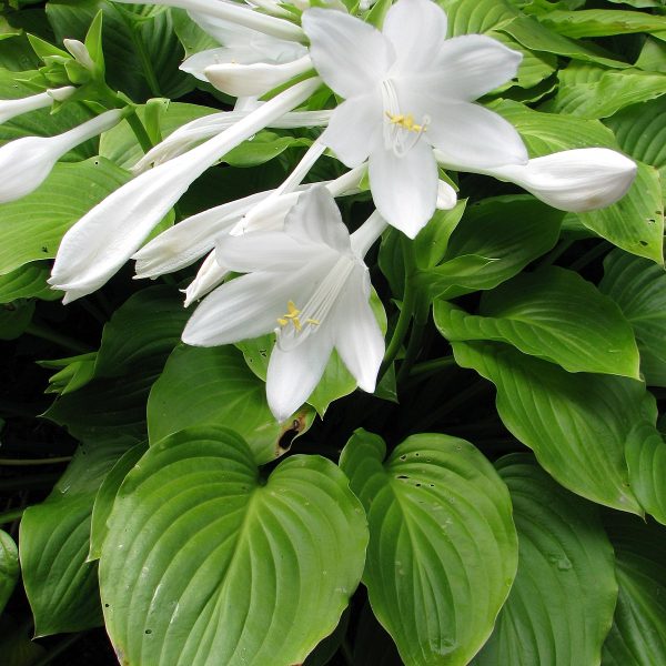 Árnyliliom (Hosta (fehér, zöld levél))