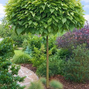 Gömbszivar / Catalpa bignonioides Nana, 2 m