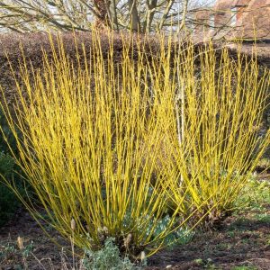 Som (Cornus stolonifera Flaviramea)