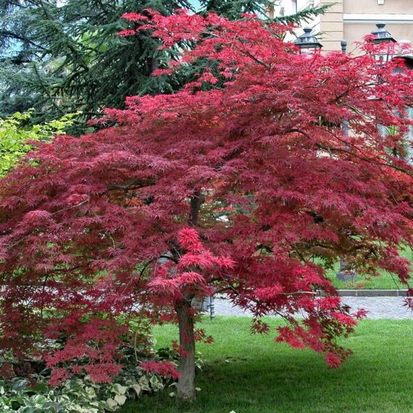 Bordólevelű japán juhar (Acer palmatum atropurp)