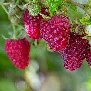 Málna Autumn Bliss, folytontermő