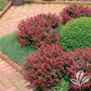 Törpe borbolya (Berberis Atropurpurea nana)