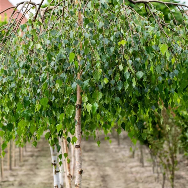 Nyír (csüngő koronájú) / Betula pendula Youngii