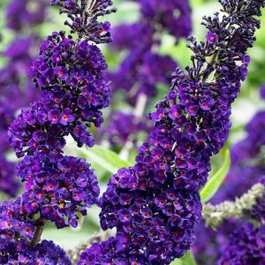 Nyári orgona (Buddleja davidii Black Knight)