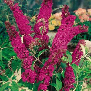 Nyári orgona (Buddleja davidii Royal red)