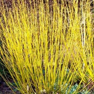 Som (Cornus alba sibirica)