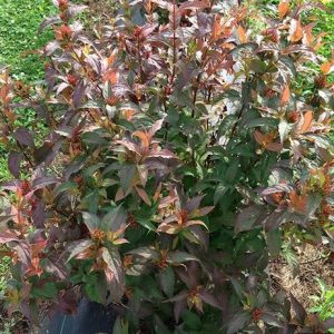 Sárgalonc (Diervilla)