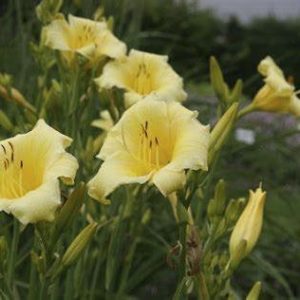 Sásliliom (Hemerocallis (narancssárga))