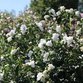 Kerti mályva (Hibiscus syriacus Jeanne d'Arc)