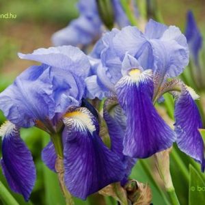 Nőszirom (Iris (kék))