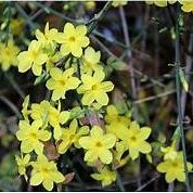 Téli Jázmin (Jasminum nudiflorum)