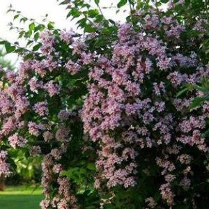 Viráglonc (Kolkwitzia amabilis)