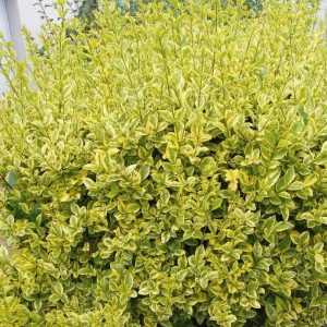 Tarkalevelű fagyal (Ligustrum ov. Aureovariegata)