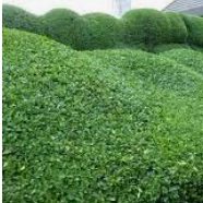 Örökzöld Mirtuszlonc (Lonicera Nitida Maigrün)