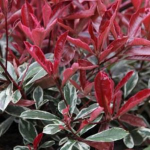 Korallberkenye (photinia pink marble)