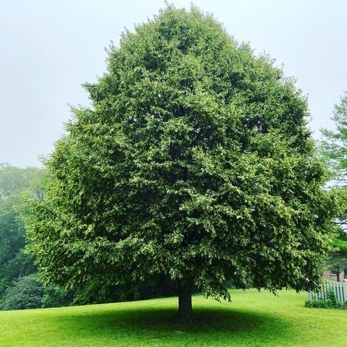 Ezüst Hárs / Tillia Tomentosa