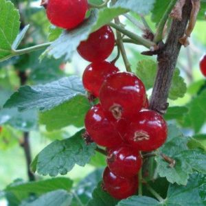 Ribizli Jonkheer van Tets, magastörzsű