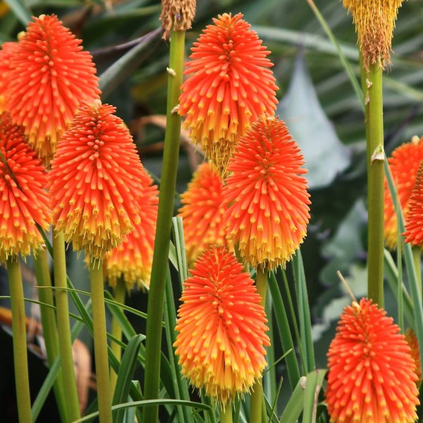 Fáklyaliliom (kniphofia)