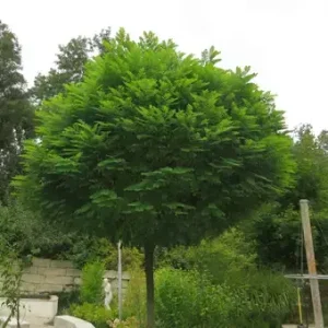 Gömbakác / Robinia ps. Umbraculifera