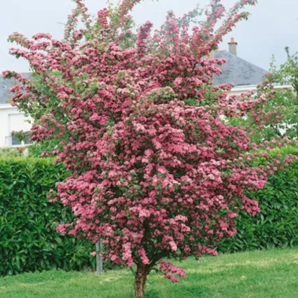 Díszgalagonya / Crataegus l. Paul's Scarlet