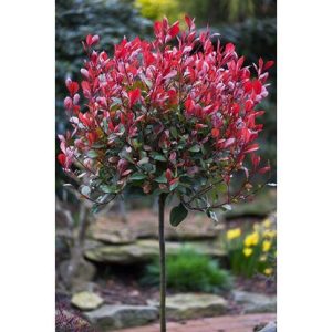 Korallberkenye (photinia red robin)