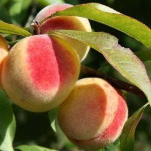 Őszibarack Incrocio Pieri